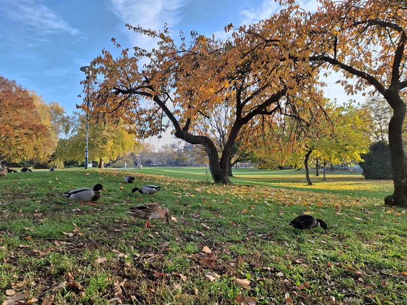 Herrngarten in Darmstadt
