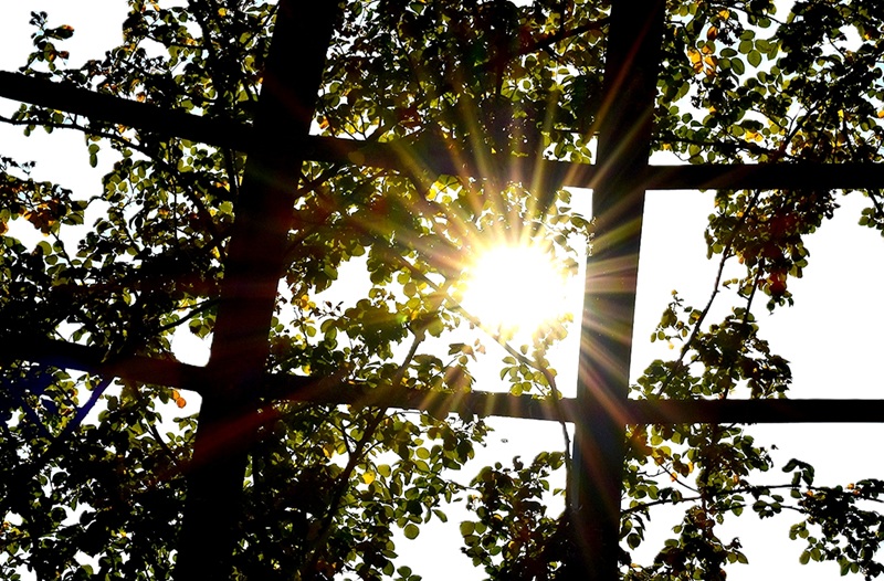 Hitzewelle in Darmstadt - Die Sonne lugt aus einem Dach an Blättern hervor