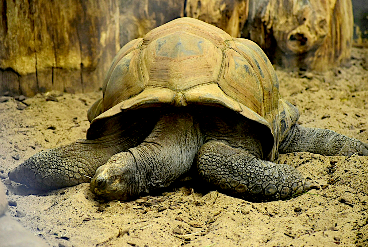 Riesenschildkröte im Zoo Vivarium in Darmstadt